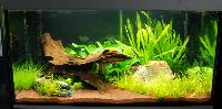 Planted Aquarium. Peter Brandt.