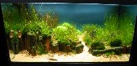 Planted Aquarium. Uwe Kerssenfischer