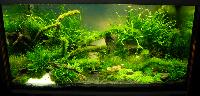 Planted Aquarium. David Stas. Hamnade på plats 3