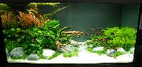 Planted Aquarium. Rene Turkheim.