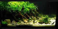 Planted Aquarium. Michael Maciejewicz