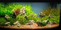 Planted Aquarium. Jan-Simon Knispel. Hamnade på plats 2