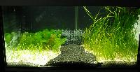 Planted Aquarium. Dirk Eikenberg