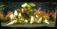 Planted Aquarium. Tobias Fricke