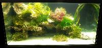 Planted Aquarium. Bernd Terletzki