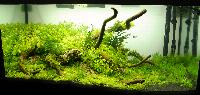 Planted Aquarium. Sven Adler