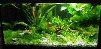 Planted Aquarium. Peter Malatscheck.