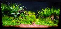 Planted Aquarium. Martin Thomsen. Hamnade på plats 4