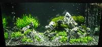 AA_Planted_Aquarium_22_DSC_0338.jpg