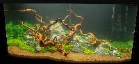 Planted Aquarium. Victor Mihai