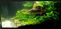 Planted Aquarium. Dominik Niemeier . Hamnade på plats 9