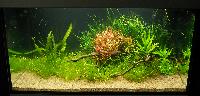 Planted Aquarium. Jessica Lindner&Anja Richter