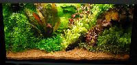 Planted Aquarium. Chris Helemann