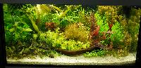 Planted Aquarium. Jens Helemann