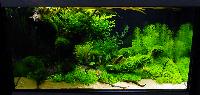 Planted Aquarium. David Spieler. Hamnade på plats 7