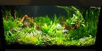 Planted Aquarium. Lukas Haase&Loen Siwek