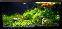 Planted Aquarium. Claudia Hary