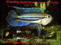 Mark Breeze: Apistogramma, breeding and maintenance