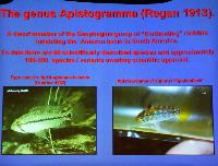 Mark Breeze: Apistogramma, breeding and maintenance