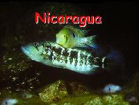 Willem Heijns: Nicaragua, searching for cichlids