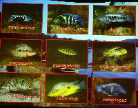 Willem Heijns: Nicaragua, searching for cichlids