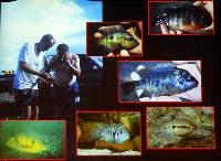 Willem Heijns: Nicaragua, searching for cichlids