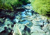 Willem Heijns: Nicaragua, searching for cichlids