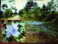 Willem Heijns: Nicaragua, searching for cichlids