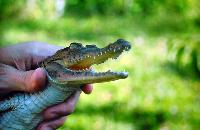 Willem Heijns: Nicaragua, searching for cichlids