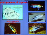 Mark Breeze: Peruvian Apistogramma collection trip