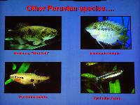 Mark Breeze: Peruvian Apistogramma collection trip