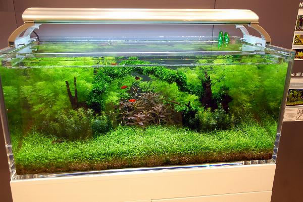 Interzoo 2010 - Tropica