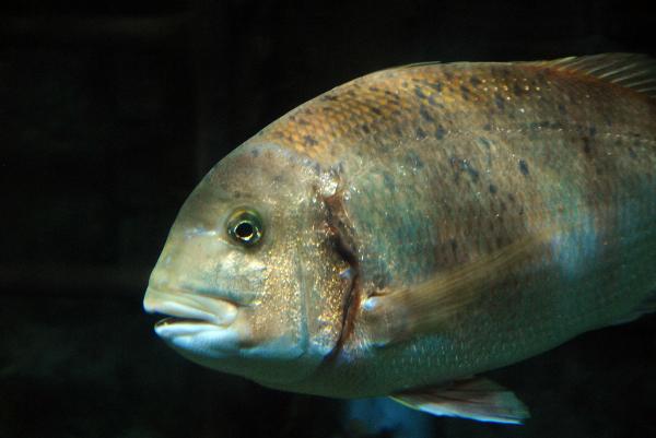 Sea Life, Oberhausen