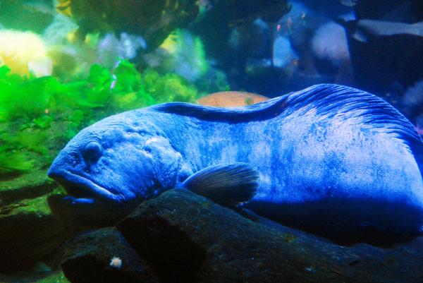 Sea Life, Oberhausen