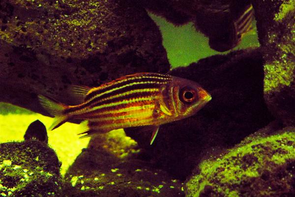 Ocean Aquarium, Protaras, Cypern