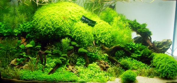 PL.A. Planted Aquarium 05