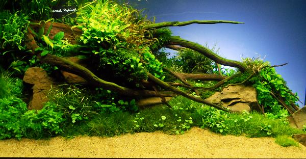 PL.A. Planted Aquarium 07