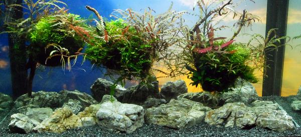 PL.A. Planted Aquarium 18