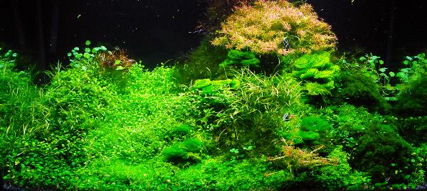 PL.A. Planted Aquarium 19