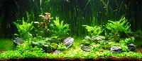 PL.A. Planted Aquarium 02