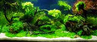 PL.A. Planted Aquarium 03