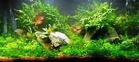 PL.A. Planted Aquarium 04