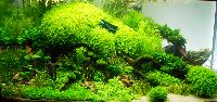 PL.A. Planted Aquarium 05