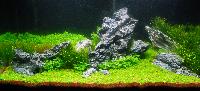 PL.A. Planted Aquarium 06