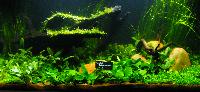 PL.A. Planted Aquarium 08