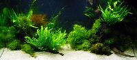 PL.A. Planted Aquarium 10