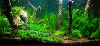 PL.A. Planted Aquarium 11