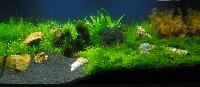 PL.A. Planted Aquarium 12