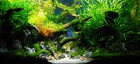 PL.A. Planted Aquarium 15