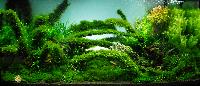 PL.A. Planted Aquarium 16